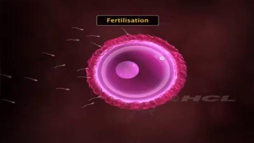 ⁣Fertilization and Implantation in human