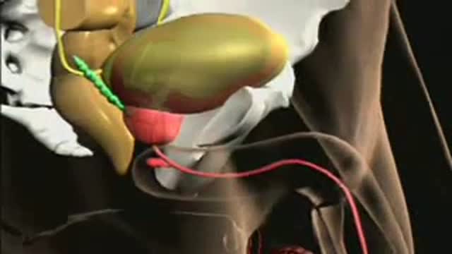 ⁣Anatomy of the Prostate