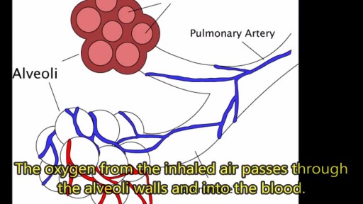 ⁣ECMO