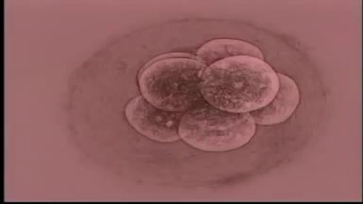 ⁣Two  mitosis of fertilized egg