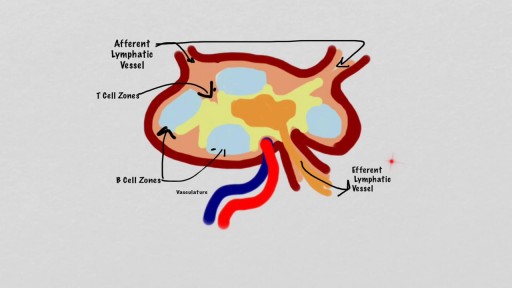 Lymphocyte Recirculation