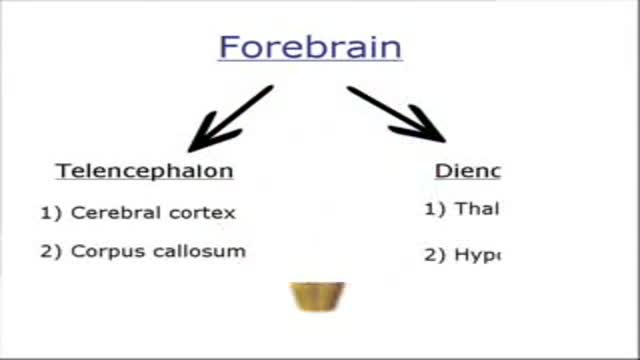 3D Brain