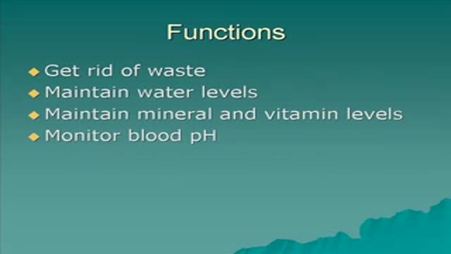 ⁣Urinary System Structure and Function