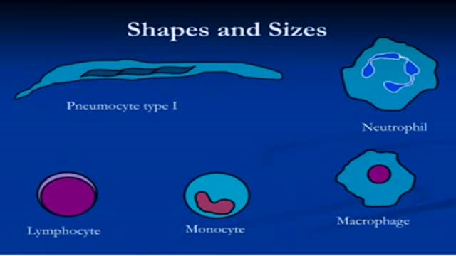 Cell -- Nucleus