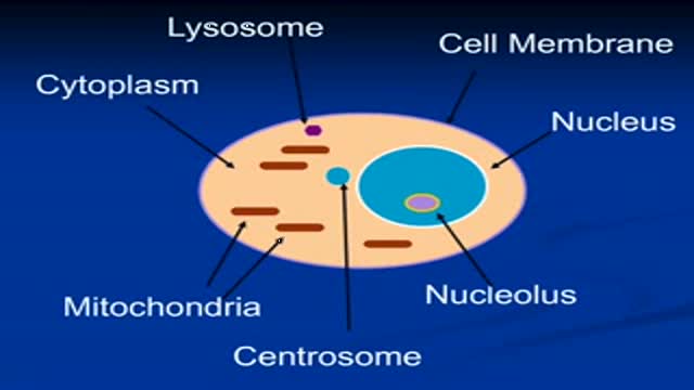 ⁣Cell -- Metabolism and mitochondria