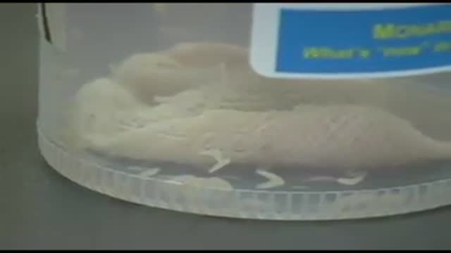 Maggot Therapy - Biological Debridement