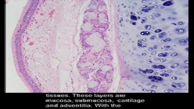 Histology - four layers of trachea