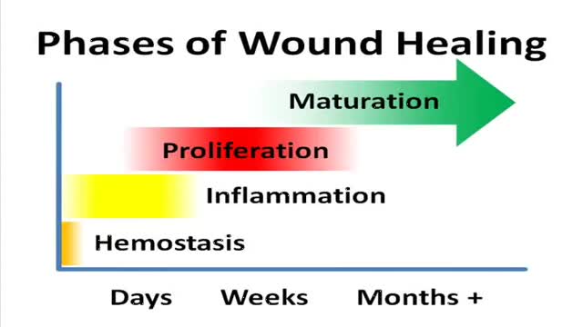 Wound Healing Phases