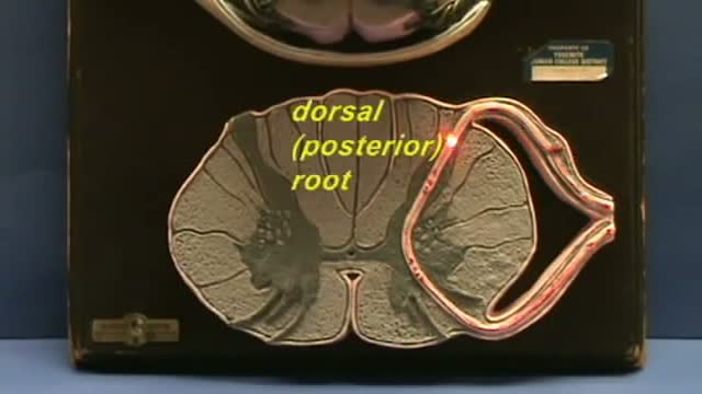 Reflex Arc Pathways