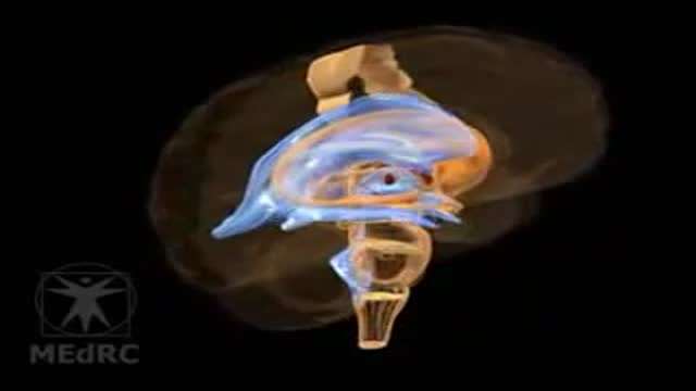 ⁣Corticospinal Descending Tract Animation