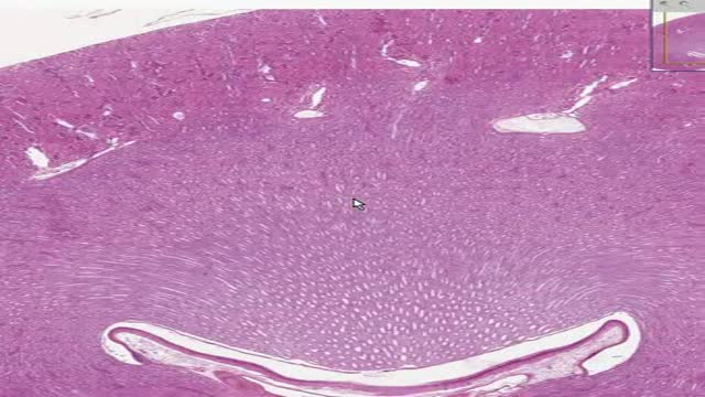 Histology of Kidney