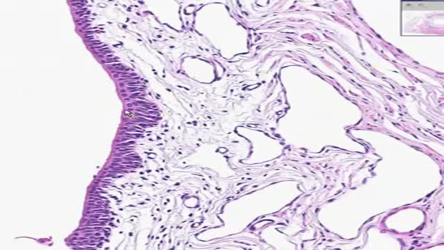 Histology of Female Urethra