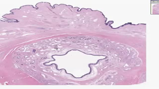 Histology of Male Urethra