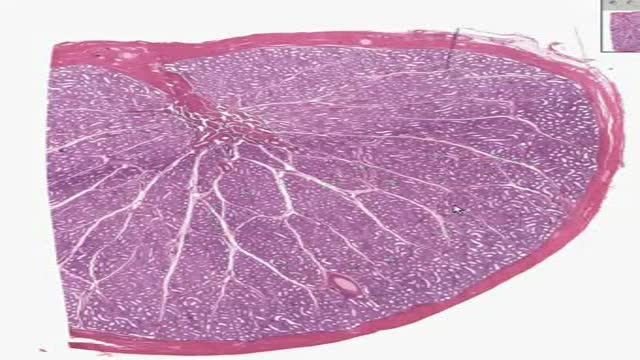 ⁣Histology of Testis