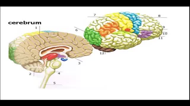 ⁣Brain Anatomy and Functions Animation