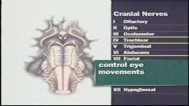 ⁣Cranial nerves III, IV and V