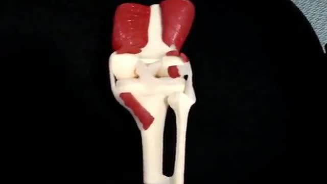 Knee Anatomy