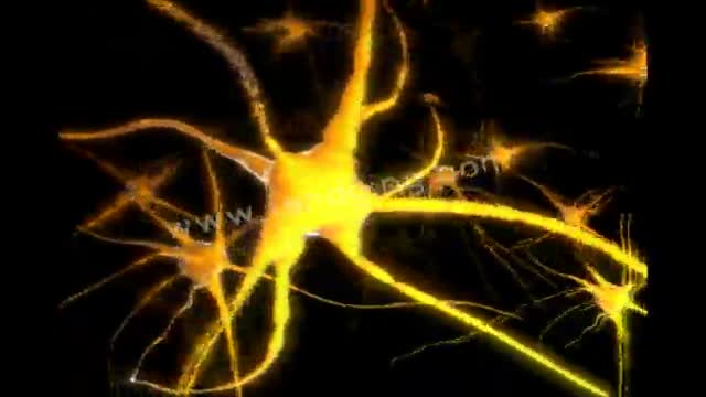 Nervous System Animation