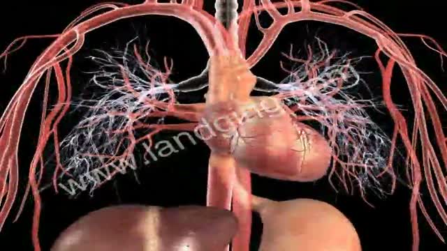Circulatory System Animation: Cardiology