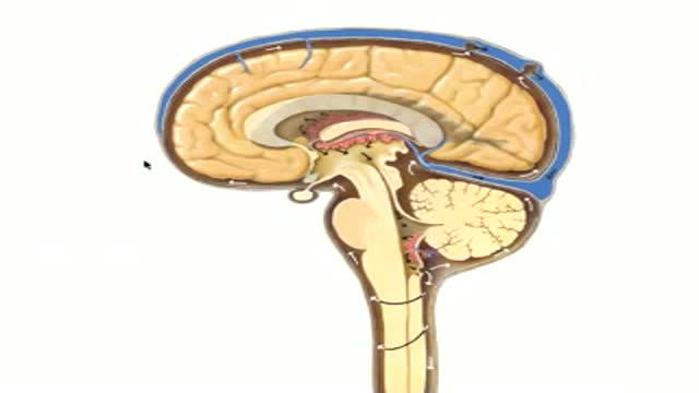 Neuroanatomy of CSF Flow