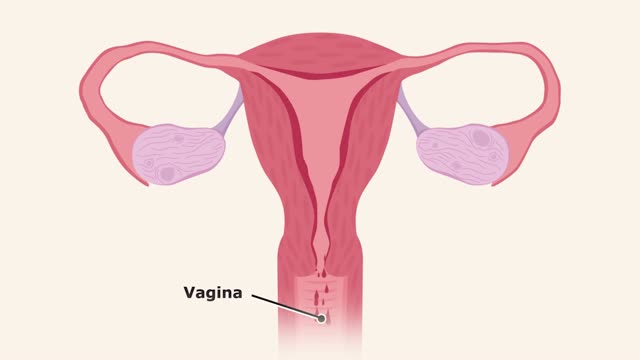 The Menstrual Cycle