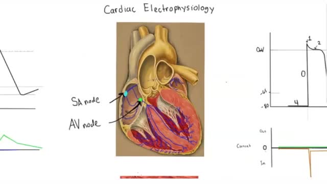 Cardiac Electrophysiology