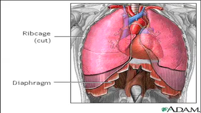 How Do We Breathe ?