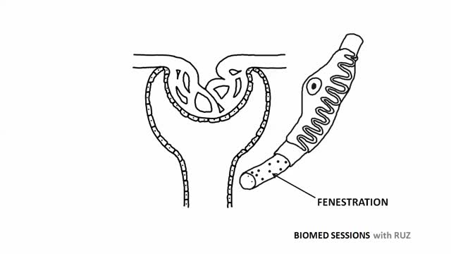 GLOMERULAR FILTRATION