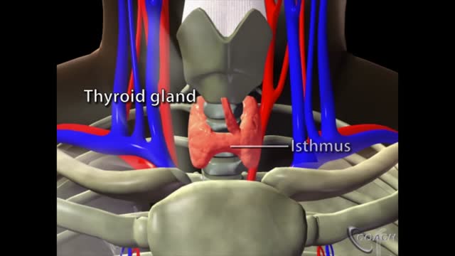 ⁣Thyroid