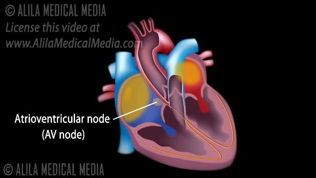 Cardiac Conduction System