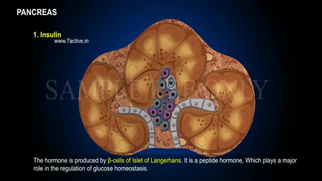 ⁣PANCREAS