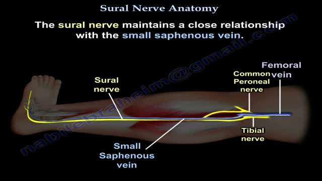 ⁣Nerve Anatomy