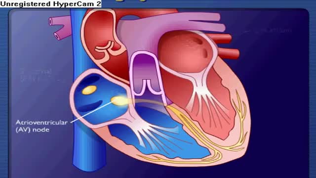 Contraction of the heart