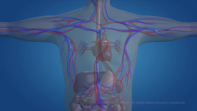 ⁣Human Circulatory System