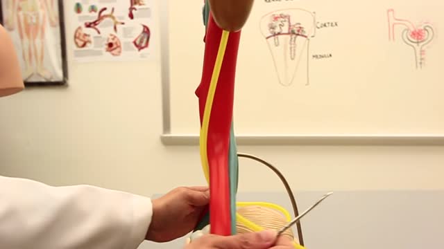 The anatomy of the ureter