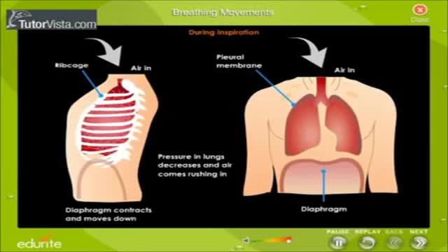 ⁣Oxygen transport