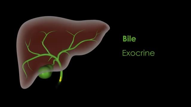 ⁣Liver Structure and the Flow of Blood and Bile