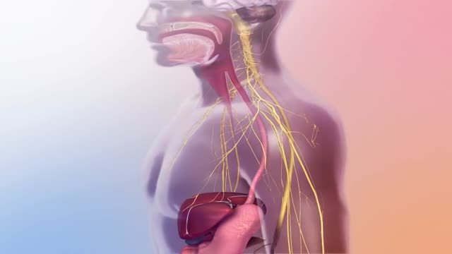 Peristalsis Process