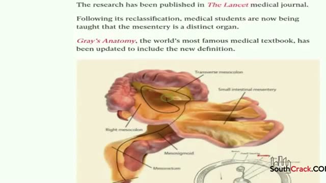 Mesentery - A New Organ Identified In Human Body