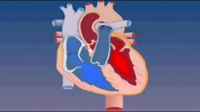 Blood Flow Through the Heart