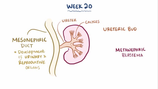 Multicystic dysplastic kidney