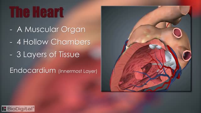 Cardiovascular System