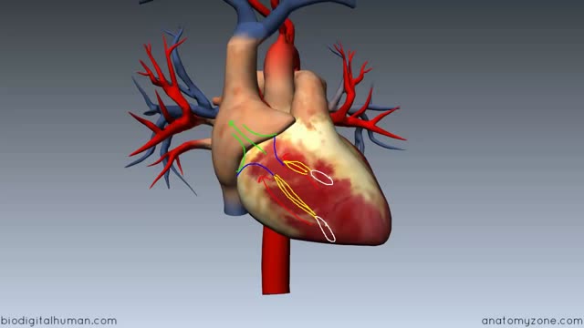 Heart Anatomy - Right Ventricle