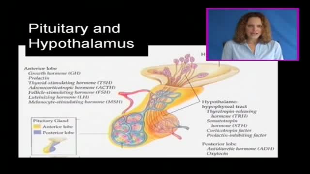 Hypothalamus and Pituitary