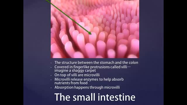 ⁣Small Intestine Bacterial Overgrowth Syndrome