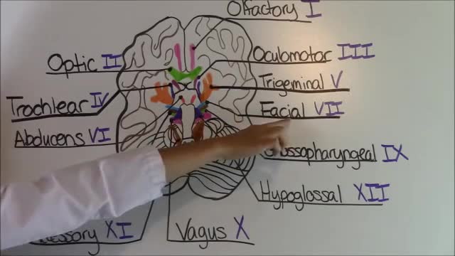 Cranial Nerves Mnemonic