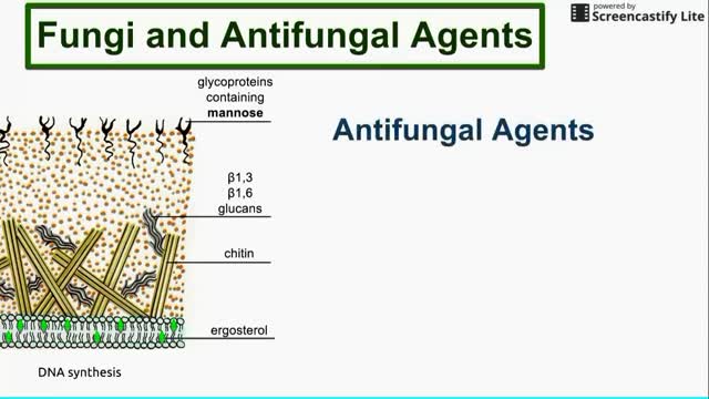⁣Fungi and Antifungal Agents