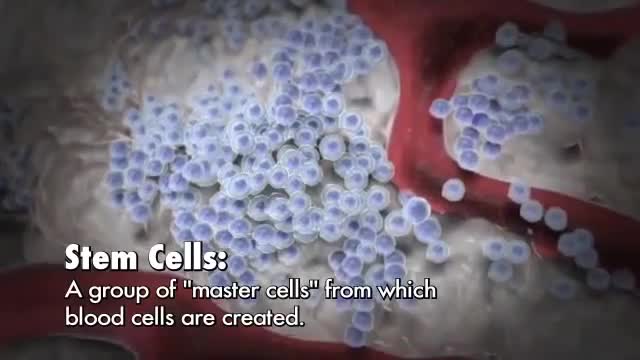 ⁣White Blood Cells