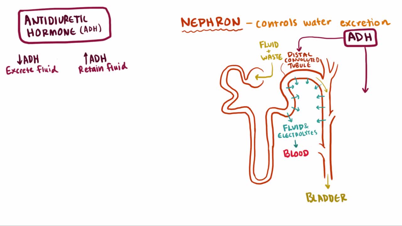 Syndrome of inappropriate antidiuretic Hormone