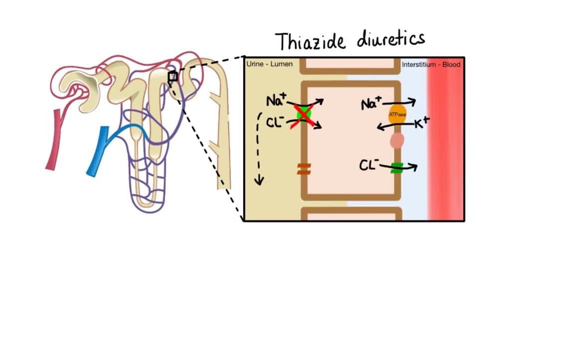 ⁣DIURETICS